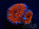 WYSIWYG Micromussa lordhowensis (formerly Acanthastrea) 6C4