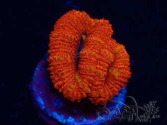 WYSIWYG Micromussa lordhowensis (ex Acanthastrea) 6C5