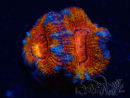 WYSIWYG Micromussa lordhowensis (ehemals Acanthastrea) 6C6