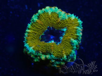 WYSIWYG Micromussa lordhowensis (ex Acanthastrea) 6C7