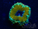 WYSIWYG Micromussa lordhowensis (ex Acanthastrea) 6C7