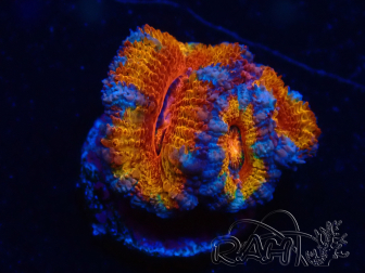 WYSIWYG Micromussa lordhowensis (ex Acanthastrea) 6C8