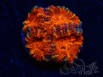 WYSIWYG Micromussa lordhowensis (ehemals Acanthastrea) 6K7