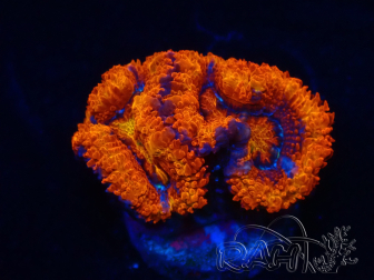 WYSIWYG Micromussa lordhowensis (ex Acanthastrea) 6C10