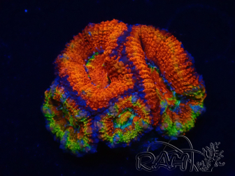 WYSIWYG Micromussa lordhowensis (formerly Acanthastrea) 6D1