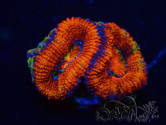 WYSIWYG Micromussa lordhowensis (ex Acanthastrea) 6D2