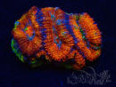 WYSIWYG Micromussa lordhowensis (ehemals Acanthastrea) 6D3