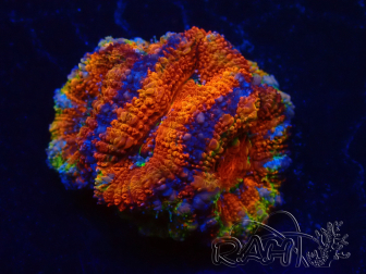 WYSIWYG Micromussa lordhowensis (formerly Acanthastrea) 6D4