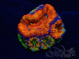 WYSIWYG Micromussa lordhowensis (ehemals Acanthastrea) 6D5