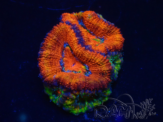 WYSIWYG Micromussa lordhowensis (ehemals Acanthastrea) 6D6