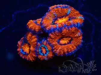 WYSIWYG Micromussa lordhowensis (ehemals Acanthastrea) 6D7