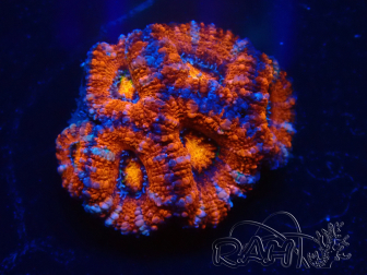 WYSIWYG Micromussa lordhowensis (ex Acanthastrea) 6D8