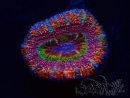 WYSIWYG Micromussa lordhowensis (antes Acanthastrea) 6K