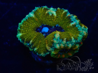 WYSIWYG Micromussa lordhowensis (ehemals Acanthastrea) 6K