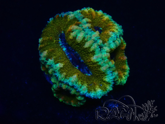 WYSIWYG Micromussa lordhowensis (ex Acanthastrea) 6E1