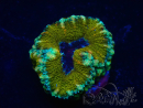 WYSIWYG Micromussa lordhowensis (formerly Acanthastrea) 6E2