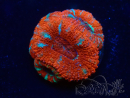 WYSIWYG Micromussa lordhowensis (ehemals Acanthastrea) 6E3