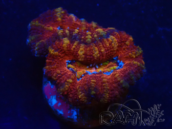 WYSIWYG Micromussa lordhowensis (ehemals Acanthastrea) 6E4