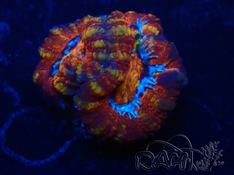 WYSIWYG Micromussa lordhowensis (ex Acanthastrea) 6E5