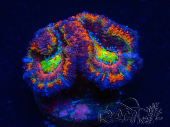 WYSIWYG Micromussa lordhowensis (früher Acanthastrea) 6E6