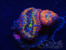 WYSIWYG Micromussa lordhowensis (antes Acanthastrea) 6E8