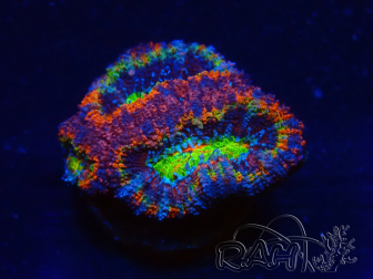 WYSIWYG Micromussa lordhowensis (ehemals Acanthastrea) 6K