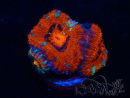 WYSIWYG Micromussa lordhowensis (formerly Acanthastrea) 6K