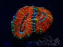 WYSIWYG Micromussa lordhowensis (anteriormente Acanthastrea) 6F1