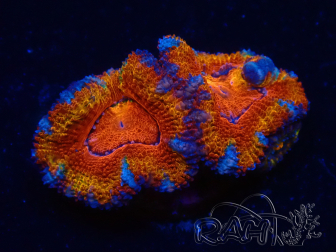 WYSIWYG Micromussa lordhowensis (ex Acanthastrea) 6F2