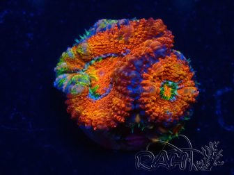 WYSIWYG Micromussa lordhowensis (ehemals Acanthastrea) 6F3