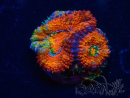 WYSIWYG Micromussa lordhowensis (ex Acanthastrea) 6F3