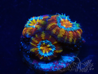 WYSIWYG Micromussa lordhowensis (ehemals Acanthastrea) 6F4