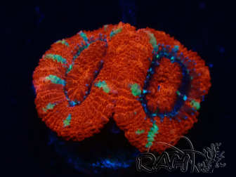 WYSIWYG Micromussa lordhowensis (ehemals Acanthastrea) 6F5