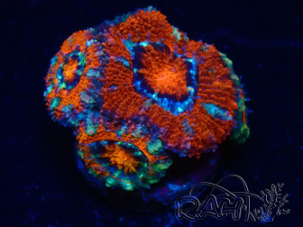WYSIWYG Micromussa lordhowensis (antiguamente Acanthastrea) 6F6
