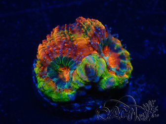 WYSIWYG Micromussa lordhowensis (ehemals Acanthastrea) 6F7