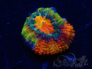 WYSIWYG Micromussa lordhowensis (ehemals Acanthastrea) 6F8