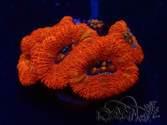 WYSIWYG Micromussa lordhowensis (ehemals Acanthastrea) 6K