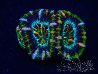 WYSIWYG Micromussa lordhowensis (ex Acanthastrea) 6F10