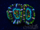 WYSIWYG Micromussa lordhowensis (ex Acanthastrea) 6F10