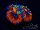 WYSIWYG Micromussa lordhowensis (ehemals Acanthastrea) 6G1