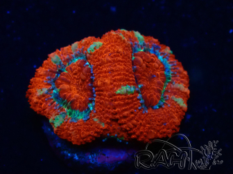 WYSIWYG Micromussa lordhowensis (ehemals Acanthastrea) 6G2
