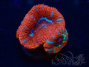 WYSIWYG Micromussa lordhowensis (ehemals Acanthastrea) 6G3