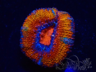 WYSIWYG Micromussa lordhowensis (antes Acanthastrea) 6G4