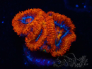WYSIWYG Micromussa lordhowensis (ex Acanthastrea) 6G5
