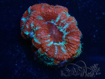 WYSIWYG Micromussa lordhowensis (ehemals Acanthastrea) 6A1