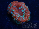 WYSIWYG Micromussa lordhowensis (ehemals Acanthastrea) 6A1
