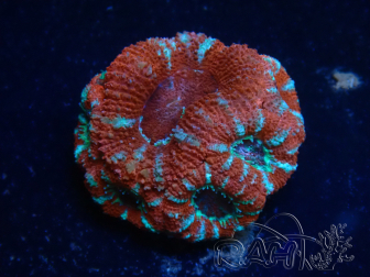 WYSIWYG Micromussa lordhowensis (ehemals Acanthastrea) 6A2