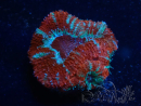 WYSIWYG Micromussa lordhowensis (anteriormente Acanthastrea) 6A3