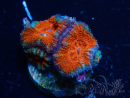 WYSIWYG Micromussa lordhowensis (ehemals Acanthastrea) 6A4