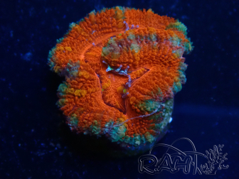 WYSIWYG Micromussa lordhowensis (ehemals Acanthastrea) 6A5